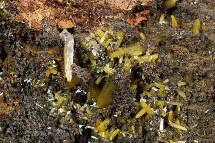 Pyramidal Wulfenite Crystals On Matrix - Ojuela Mine, Mexico #356692